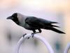 Hooded Crow (Corvus cornix)