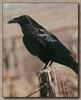 Common Raven (Corvus corax)