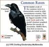 Common Raven (Corvus corax)