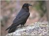 Common Raven (Corvus corax)