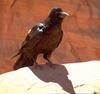 Common Raven (Corvus corax)