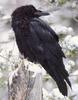 Common Raven (Corvus corax)