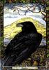 Common Raven (Corvus corax)