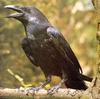 Common Raven (Corvus corax)