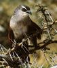 Cuckoo (Cuculidae)