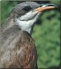 Yellow-billed Cuckoo (Coccyzus americanus)