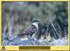 Great Spotted Cuckoo (Clamator glandarius)