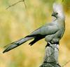 Grey Go-away-bird (Corythaixoides concolor)