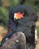 Bateleur (Terathopius ecaudatus)