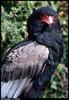 Bateleur (Terathopius ecaudatus)