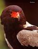 Bateleur (Terathopius ecaudatus)