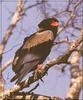 Bateleur (Terathopius ecaudatus)