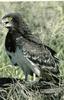 Black-chested Snake-Eagle (Circaetus pectoralis)