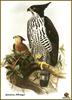Blyth's Hawk-eagle (Spizaetus alboniger)