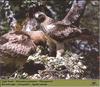 Booted Eagle (Hieraaetus pennatus)