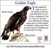 Golden Eagle (Aquila chrysaetos)