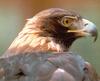 Golden Eagle (Aquila chrysaetos)