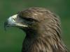 Golden Eagle (Aquila chrysaetos)