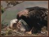 Golden Eagle (Aquila chrysaetos)