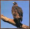 Golden Eagle (Aquila chrysaetos)