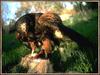 Golden Eagle (Aquila chrysaetos)