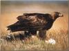 Golden Eagle (Aquila chrysaetos)