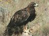 Golden Eagle (Aquila chrysaetos)