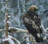 Golden Eagle (Aquila chrysaetos)