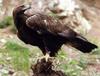 Golden Eagle (Aquila chrysaetos)