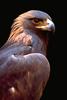 Golden Eagle (Aquila chrysaetos)