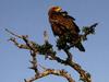 Golden Eagle (Aquila chrysaetos)