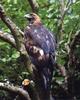 Golden Eagle (Aquila chrysaetos)