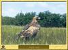 Golden Eagle (Aquila chrysaetos)