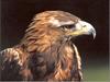 Golden Eagle (Aquila chrysaetos)