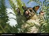 [National Geographic] Silver-Gray Brushtail Possum (주머니여우)