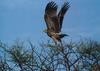 Eastern Imperial Eagle (Aquila heliaca)