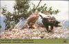 Eastern Imperial Eagle family (Aquila heliaca)