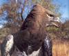 Martial Eagle (Polemaetus bellicosus)