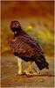 Martial Eagle (Polemaetus bellicosus)