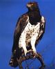 Martial Eagle (Polemaetus bellicosus)