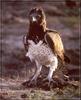 Martial Eagle (Polemaetus bellicosus)