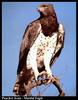 Martial Eagle (Polemaetus bellicosus)