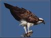 Osprey (Pandion haliaetus)