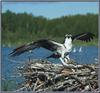 Osprey (Pandion haliaetus)