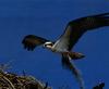 Osprey (Pandion haliaetus)