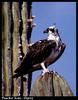 Osprey (Pandion haliaetus)