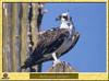 Osprey (Pandion haliaetus)