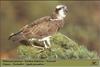 Osprey (Pandion haliaetus)