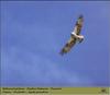 Osprey in flight (Pandion haliaetus)