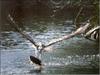 Osprey hunting (Pandion haliaetus)